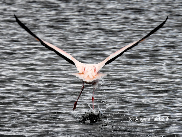 flying flamingo