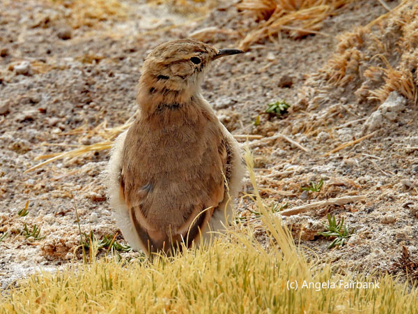 unidentified bird at hot springs