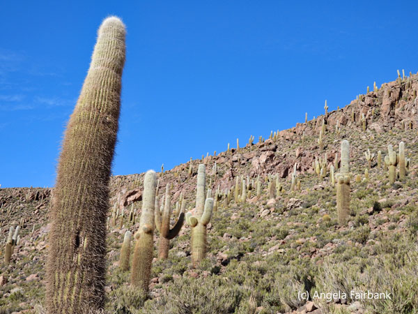 tall cactuses