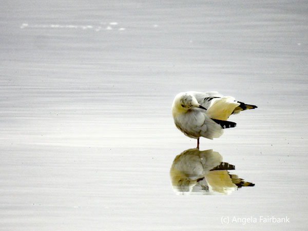 gull reflected in water 3