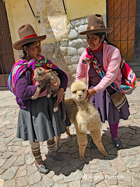 two woemn with alpacas