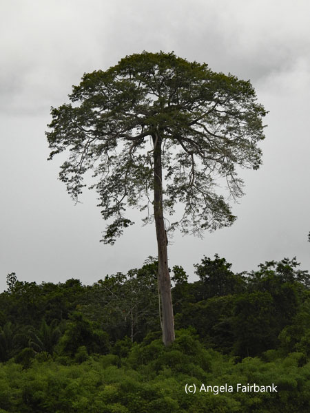 tree