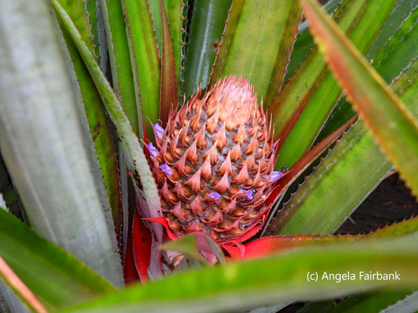 pineapple in flower