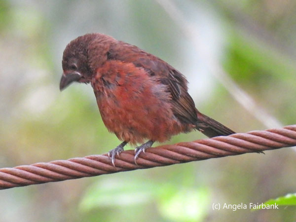 unidentified bird 3