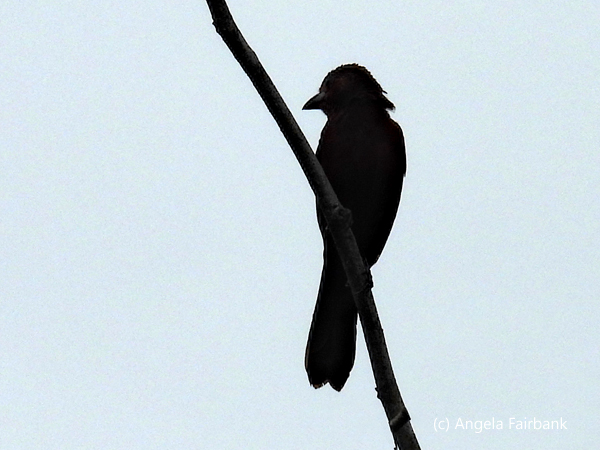 bird on branch silhouetted