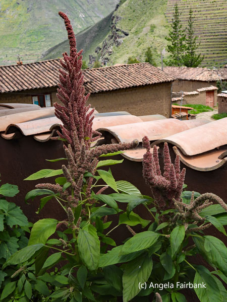 quinoa plant