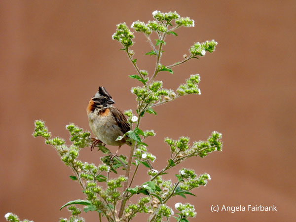 rufous-collared sparrow 1
