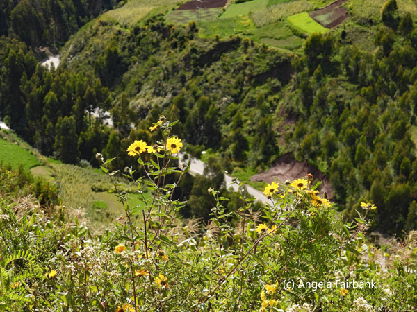 flowers and valley
