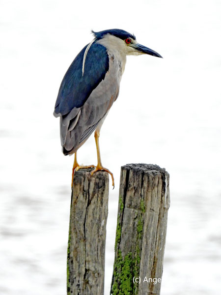 heron 2