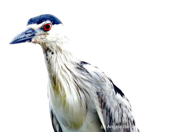 heron 3