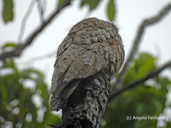 great potoo