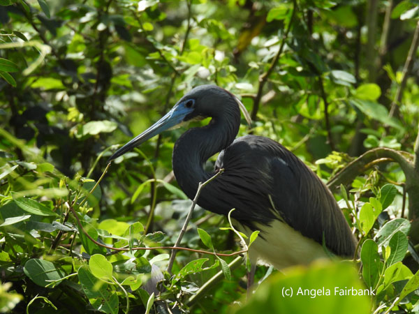 heron 13