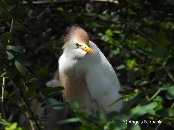 heron 14