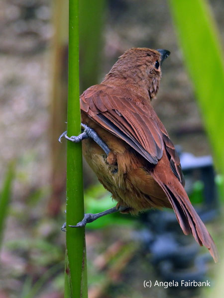 little brown bird 2