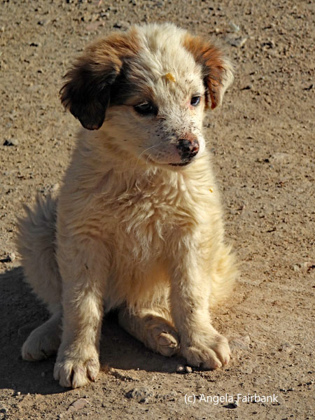 puppy at mine