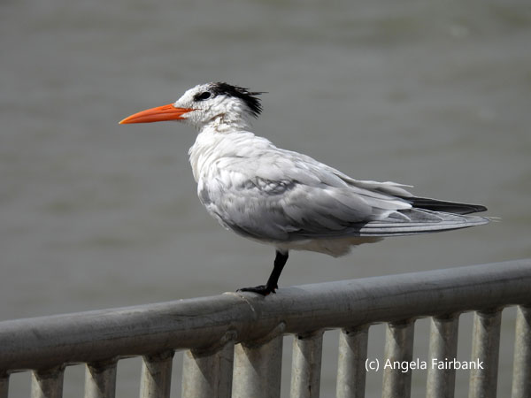 unidentified sea bird 1