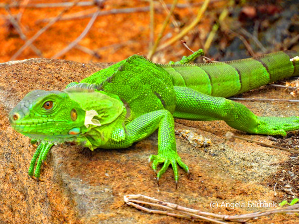 green iguana