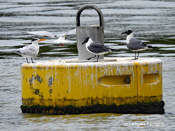 black-headed gulls on buoy