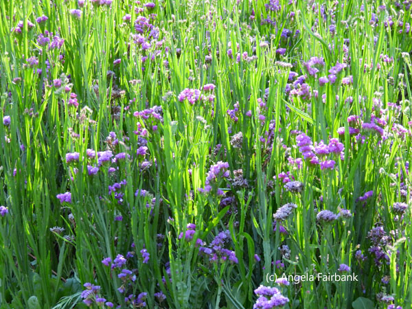 blue flowers in park