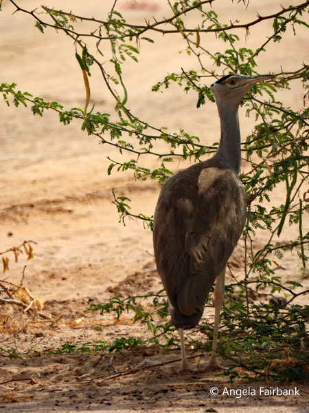 Arabian bustard (<i>Ardeotis arabs</i>) 1