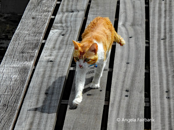 cat walking along stilt village ramps