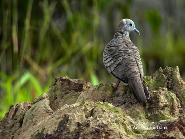 zebra dove (<i>Geopelia striata</i>)