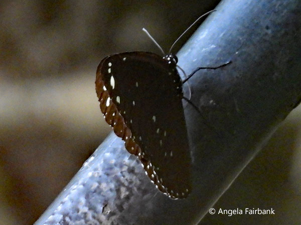Common crow butterfly (<i>Euploea core</i>)
