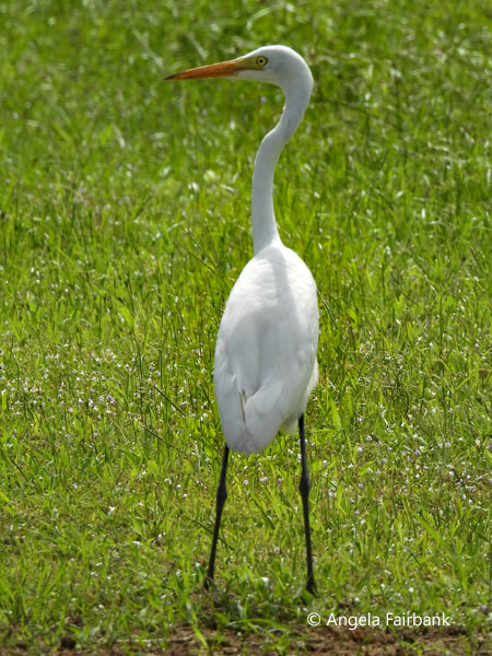 Great egret (<i>Ardea alba</i>) in coffee field