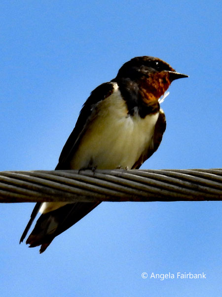 barn swallow (<i>Hirundo rustica</i>) 1