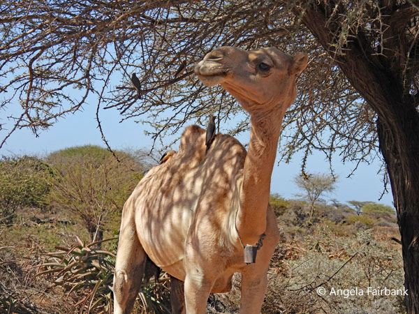 camel with oxpeckers 1