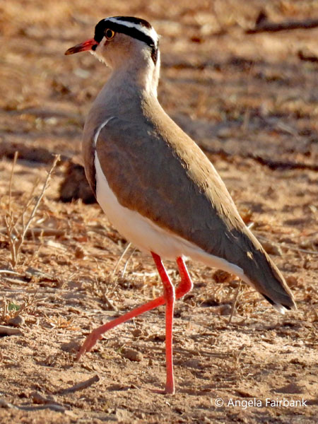 Crowned Lapwing (<i>Vanellus coronatus</i>)