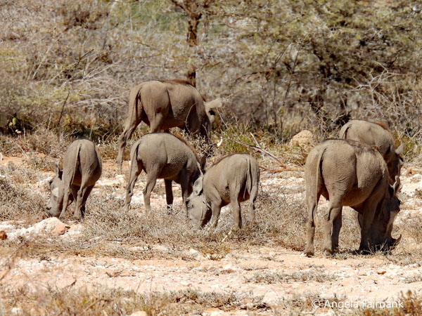 warthogs