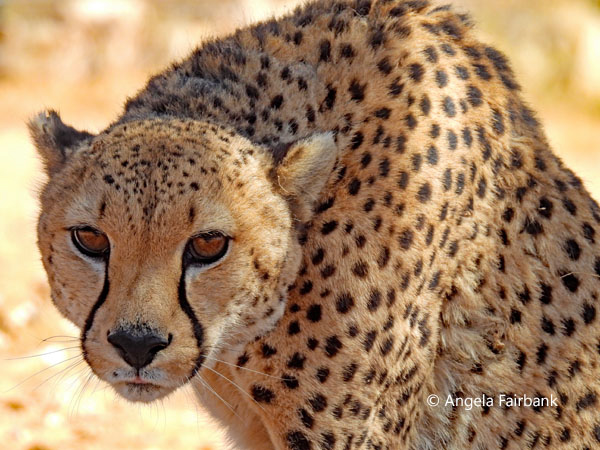 adult cheetah 1