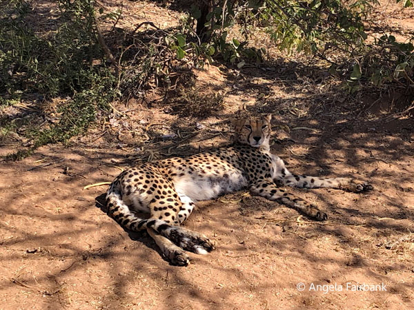 adult cheetah 6