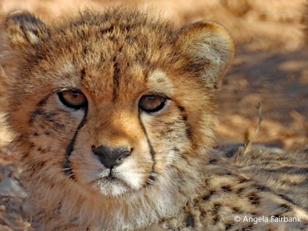 cheetah cub 1