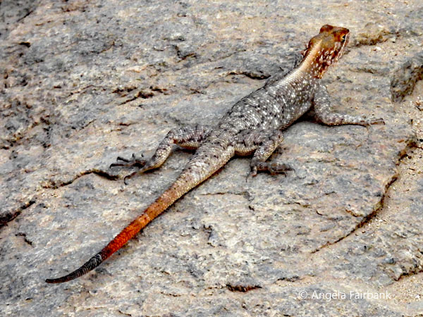 Red-headed Rock Agama (<i>Agama agama</i>)
