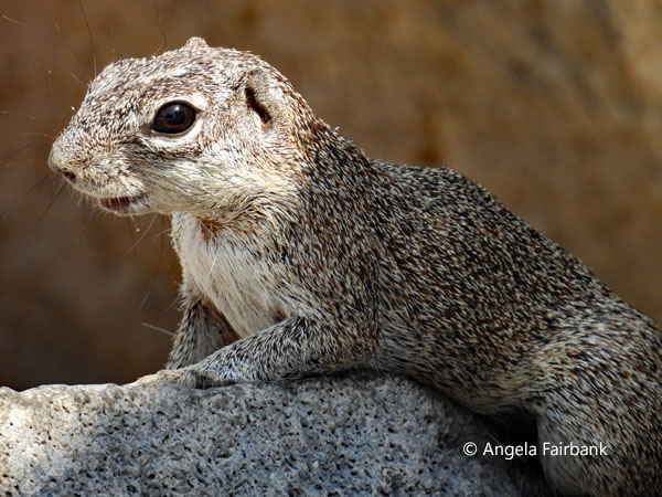 Spotted Ground Squirrel (<i>Xerospermophilus spilosoma</i>) 3