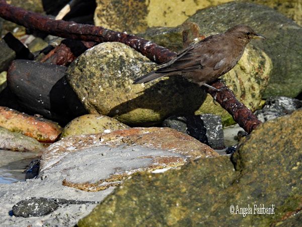 tussac bird on beach