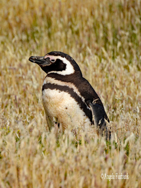 magellanic penguin poking out of burrow 2