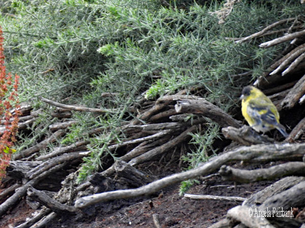 Black-Chinned Siskin