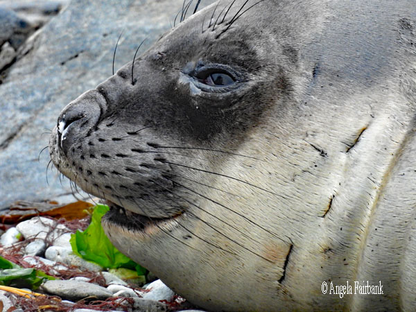 younger elephant seal with smile