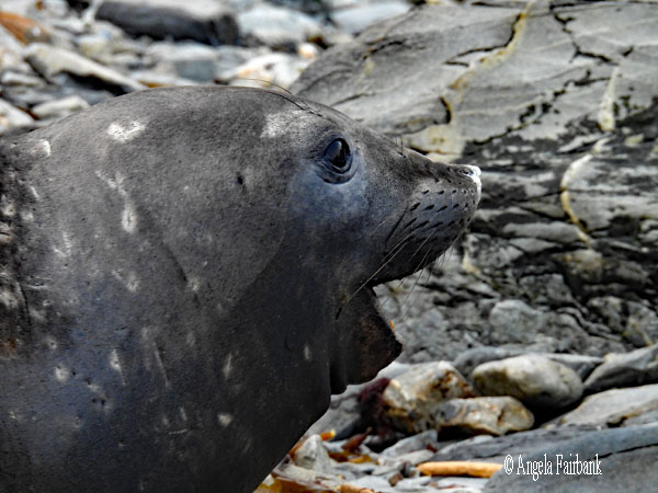 snotty elephant seal with mouth partly open 2