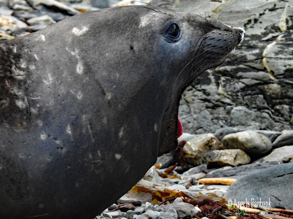 snotty elephant seal with mouth wide open 2