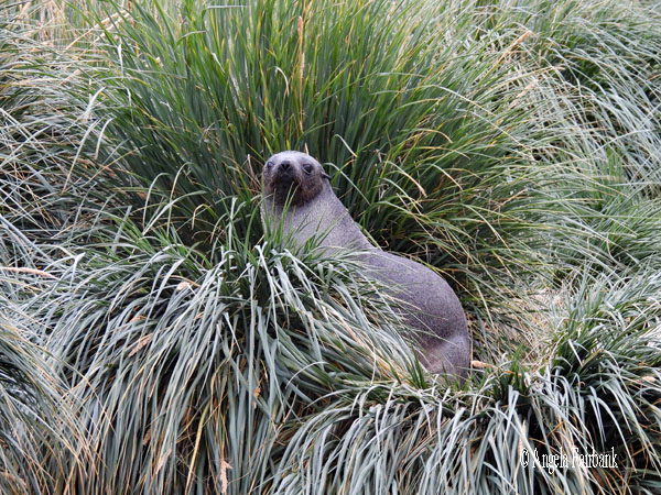 seal in tussac grass