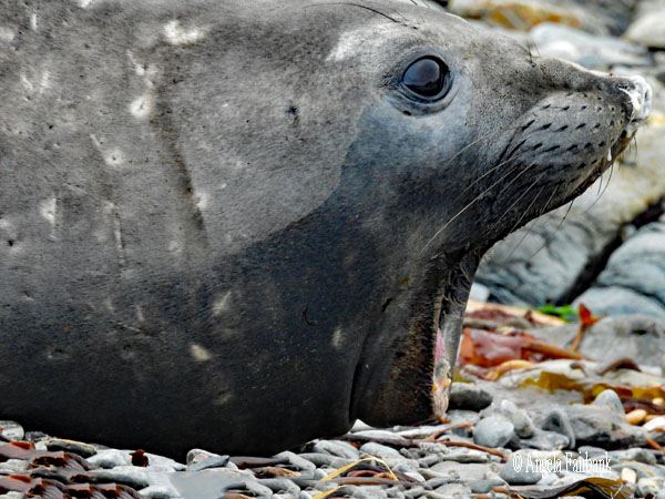 elephant seal head with mouth wide open