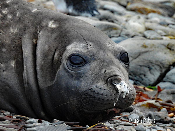 snotty nose elephnat seal three-quarter face