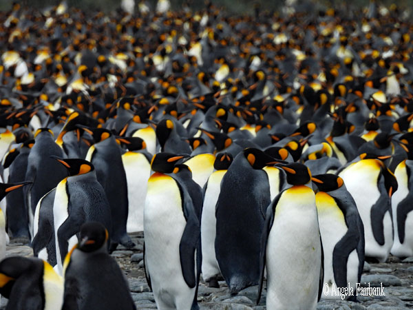 1 king penguin on rock facing left