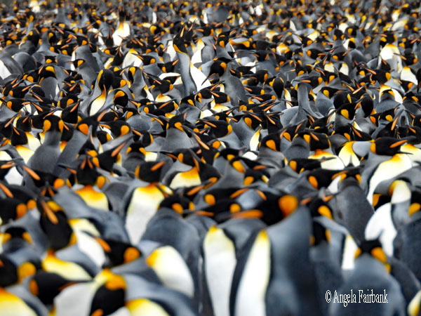 mass of king penguins 6