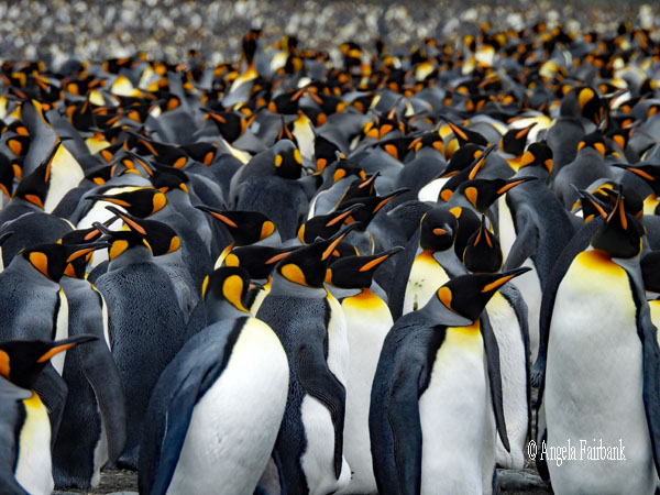 mass of king penguins 9