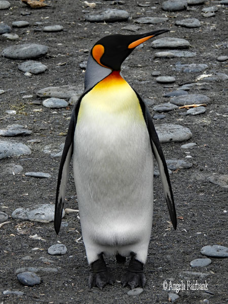single king penguin standing facing forward